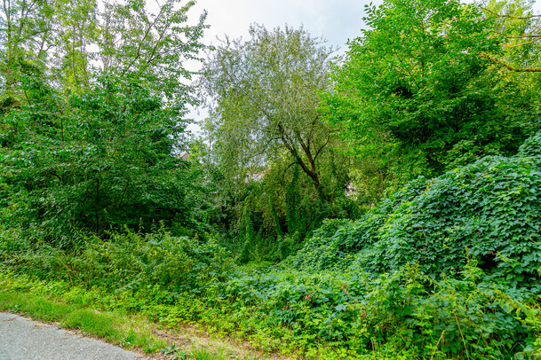 Thumbnail: _JA 40699 Natur pur, rechts Hopfen.jpg